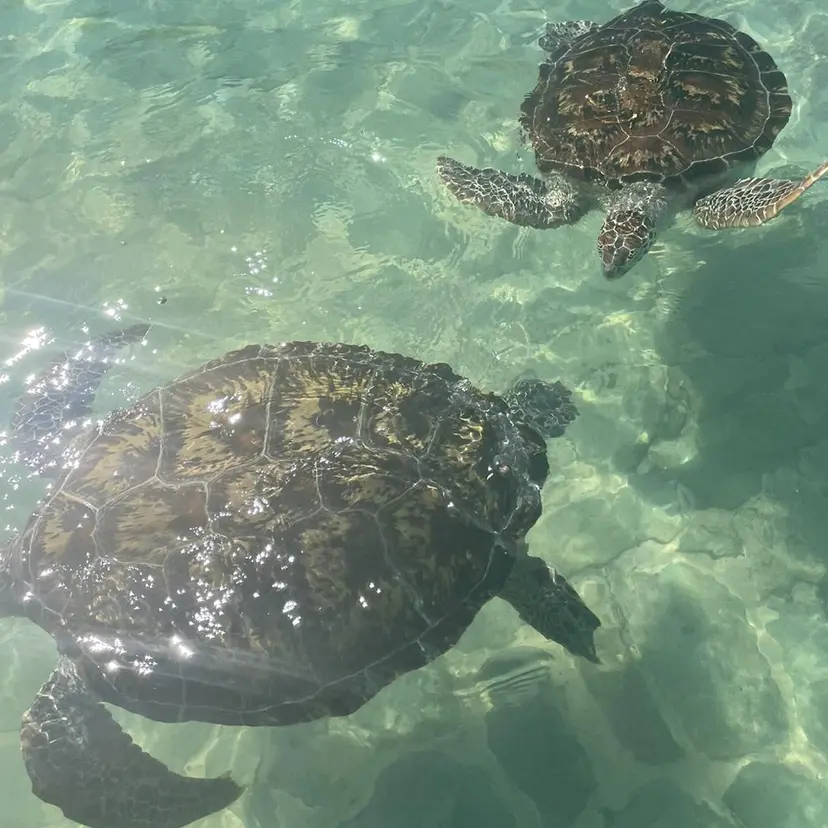 コウ カnail💅の掲載