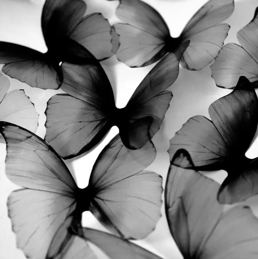 meru ~*.🐈‍⬛の掲載