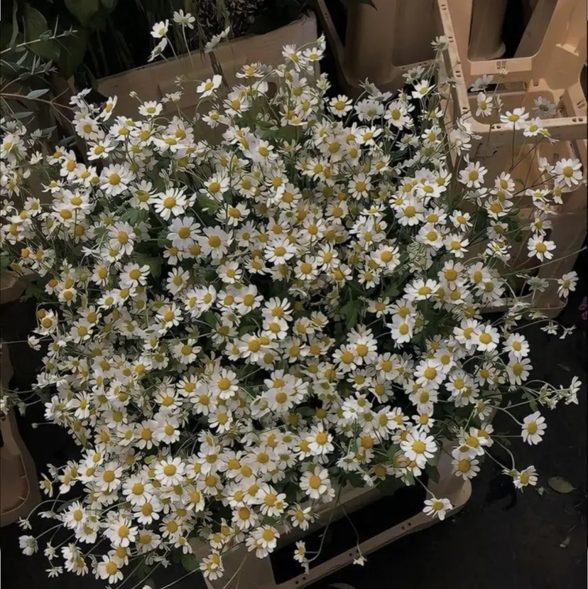 Lily広島 chinamiの掲載