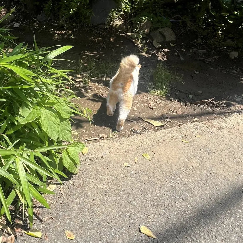 bococa / マナカの掲載