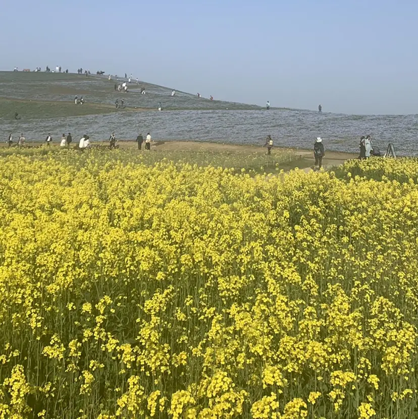 保谷 菜々美の掲載