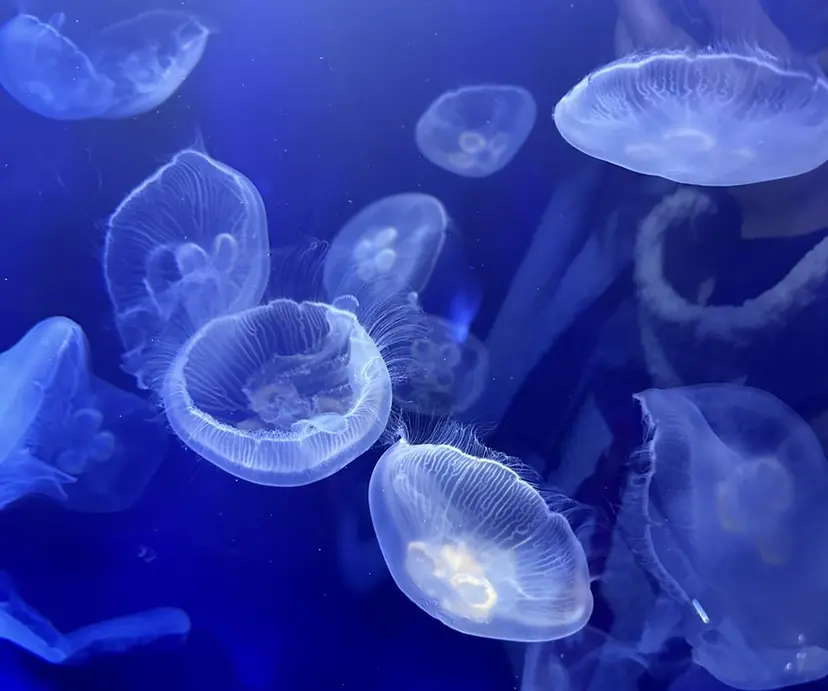 🪼スペースサロン アラキ🪼の掲載