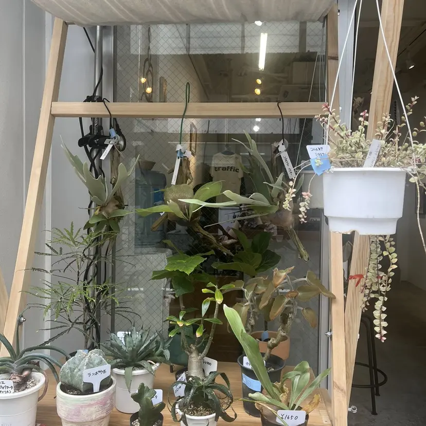 井上 日菜子の掲載