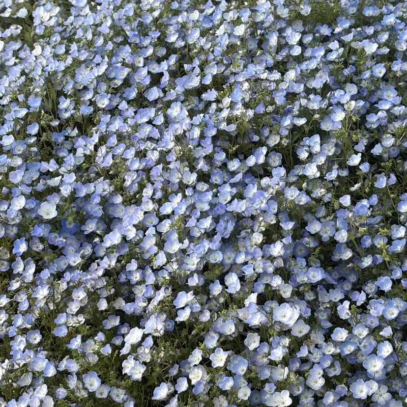 伊藤 愛央の掲載