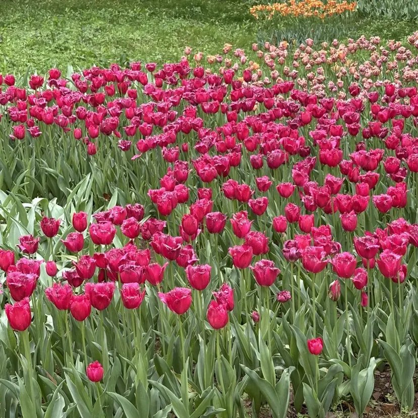 ✩seek next :HiNA🐣ྀིの掲載