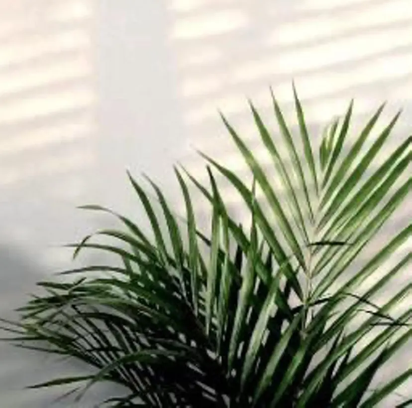 早朝セット☀️ レイヤー/Momoの掲載