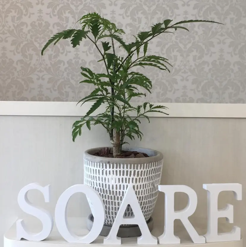 SOARE🤍 🤍の掲載