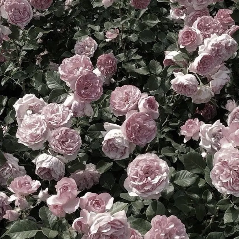 ちゅるんネイル✨🤍 三宅愛佳の掲載