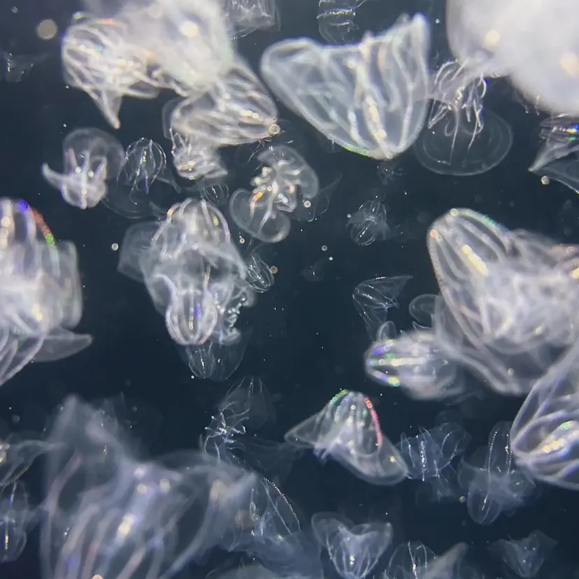 EARTH 🐢 鈴木優大 🐢の掲載