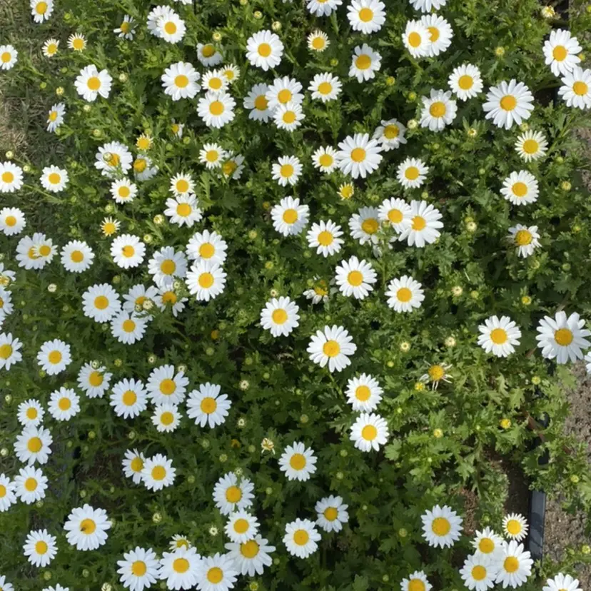 🌷Asuka /レイヤーカット🌷の掲載