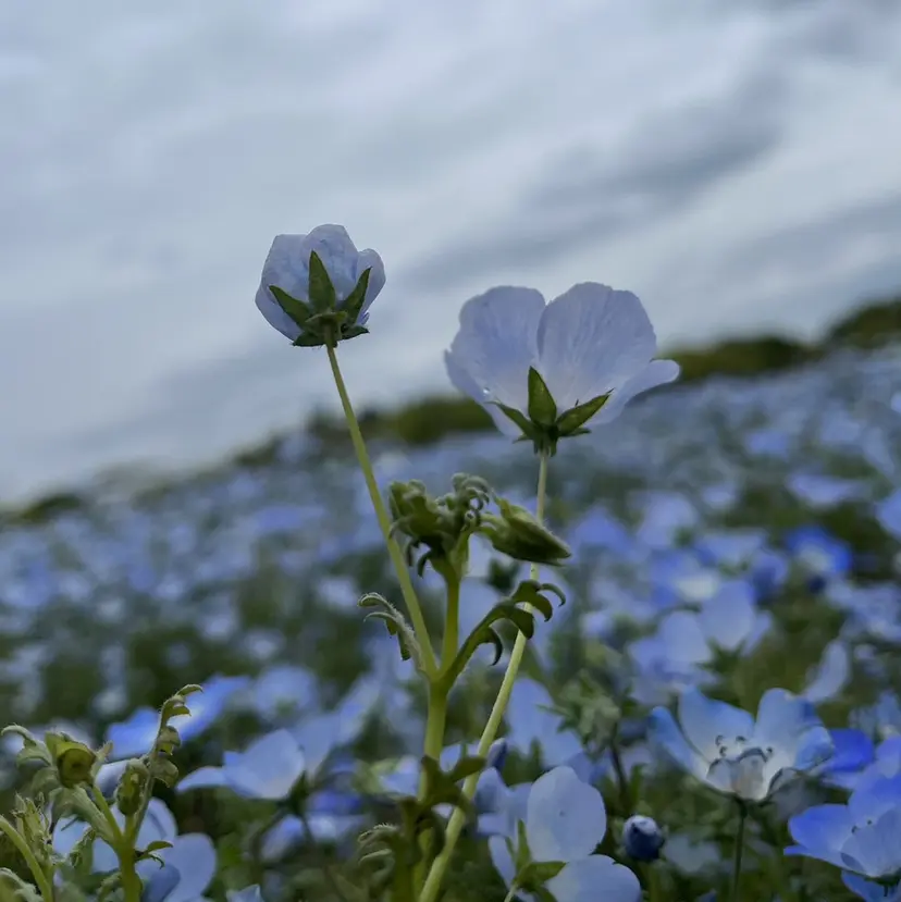 相羽 美空の掲載