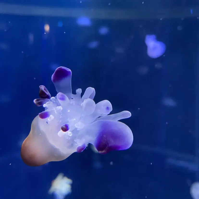 Aujuaソムリエ ❤️‍🔥今吉 晃太の掲載