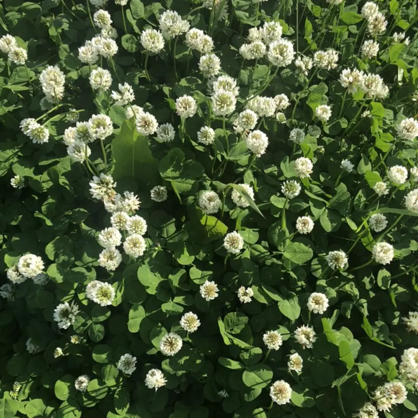 ミウラ コトミ🩵の掲載