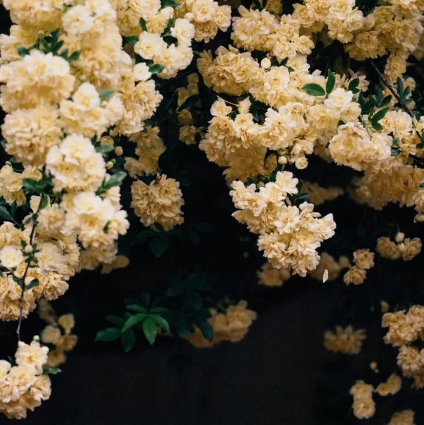 MAQUIA佐賀店 古賀の掲載