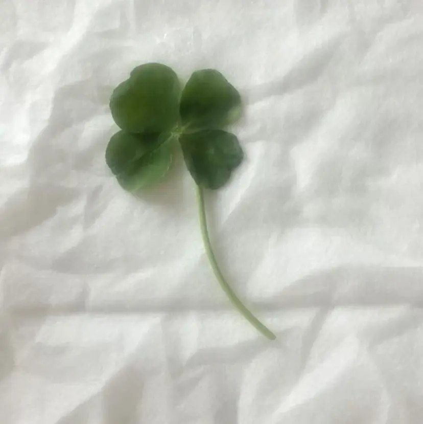 透明感ブラウン sakuraの掲載