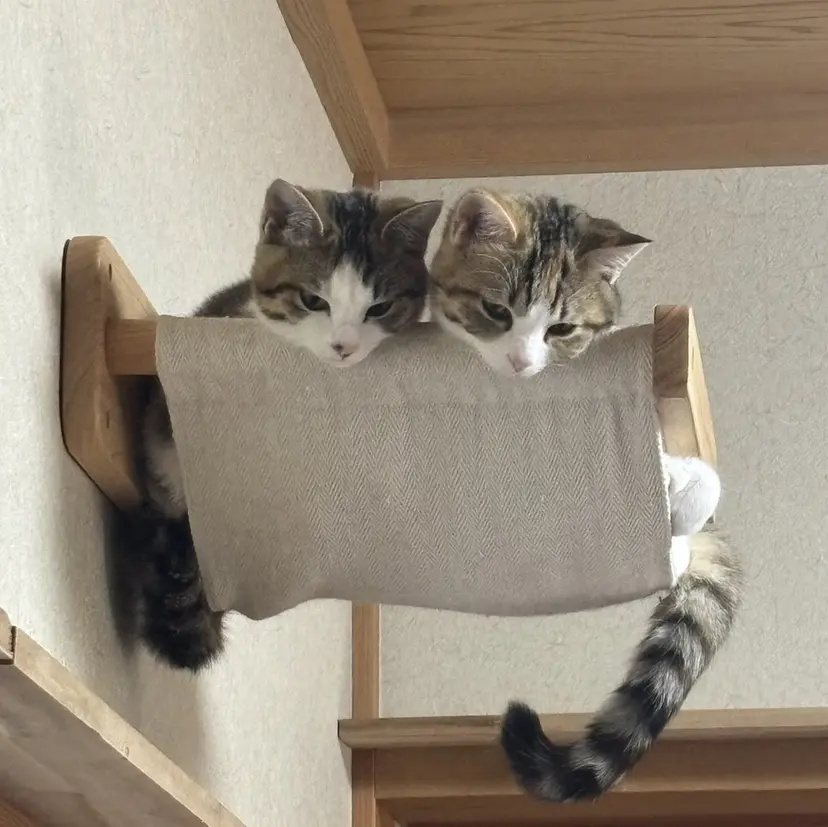 ゆめみ🌱カット モデル募集中👻の掲載