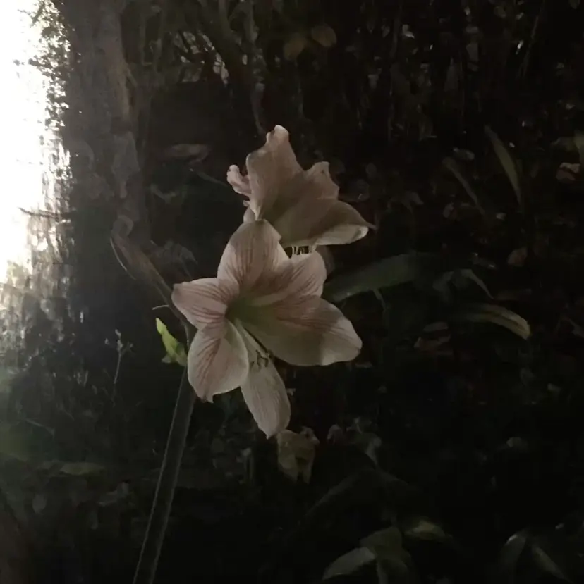 FILMS / yumeの掲載