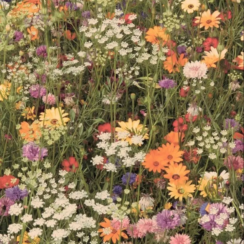 鈴木 ほのかの掲載