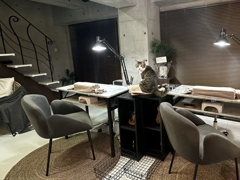 nails MODA 眉リストの掲載