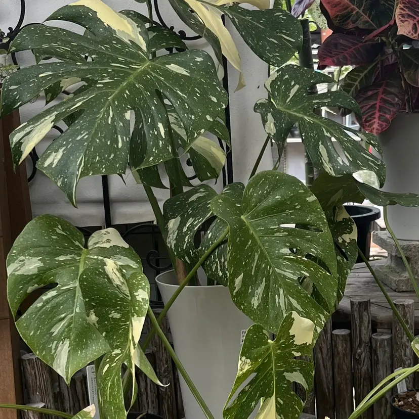 MAXKELLY AYAKAの掲載