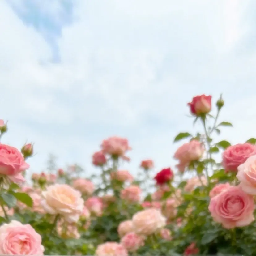 LupinesÝ AkariâËð¥ã®æ²èŒ