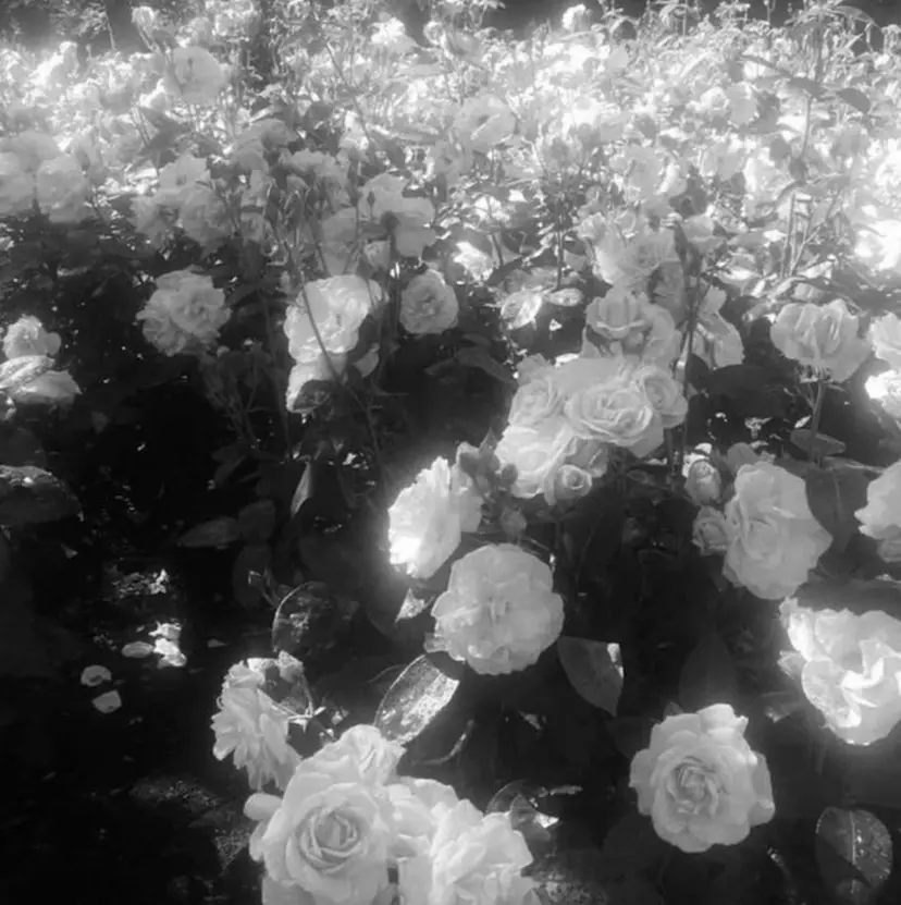 植野 さくらの掲載