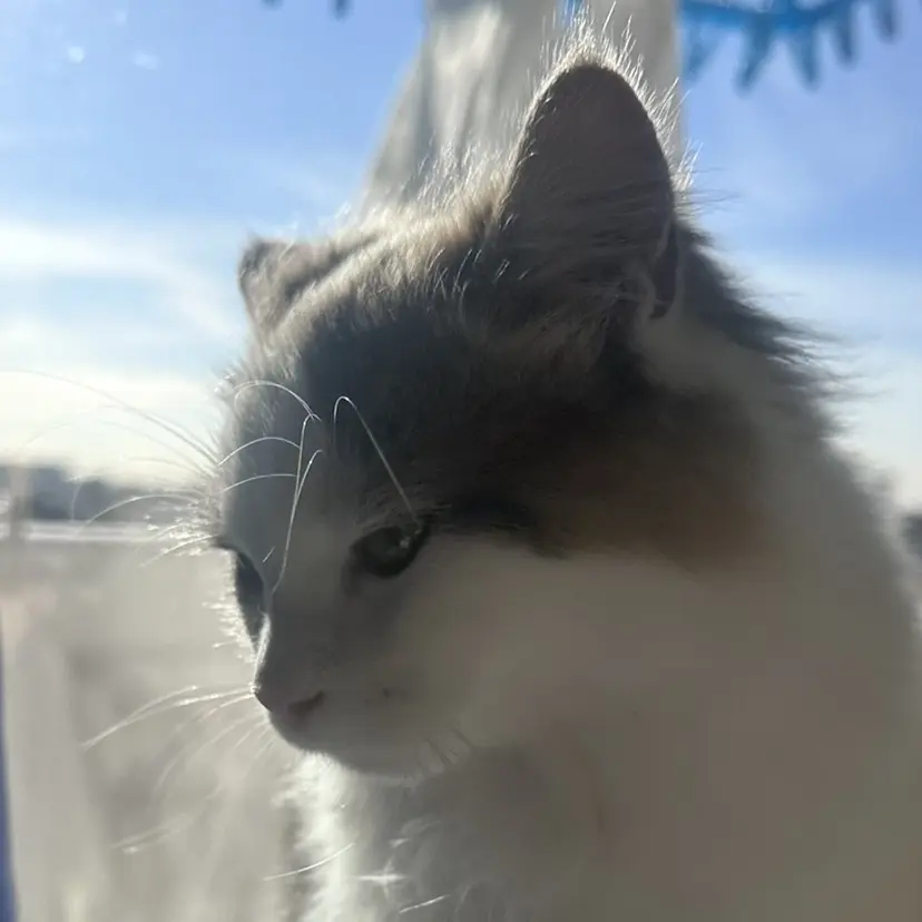 ユウマ /カラーモデル募集の掲載