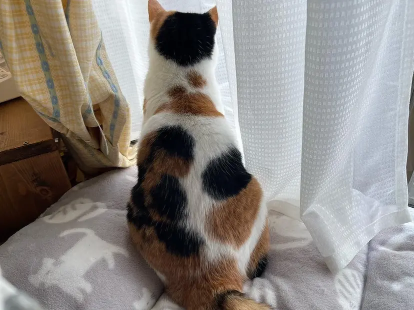 猫大好き❤️美容師 keiの掲載