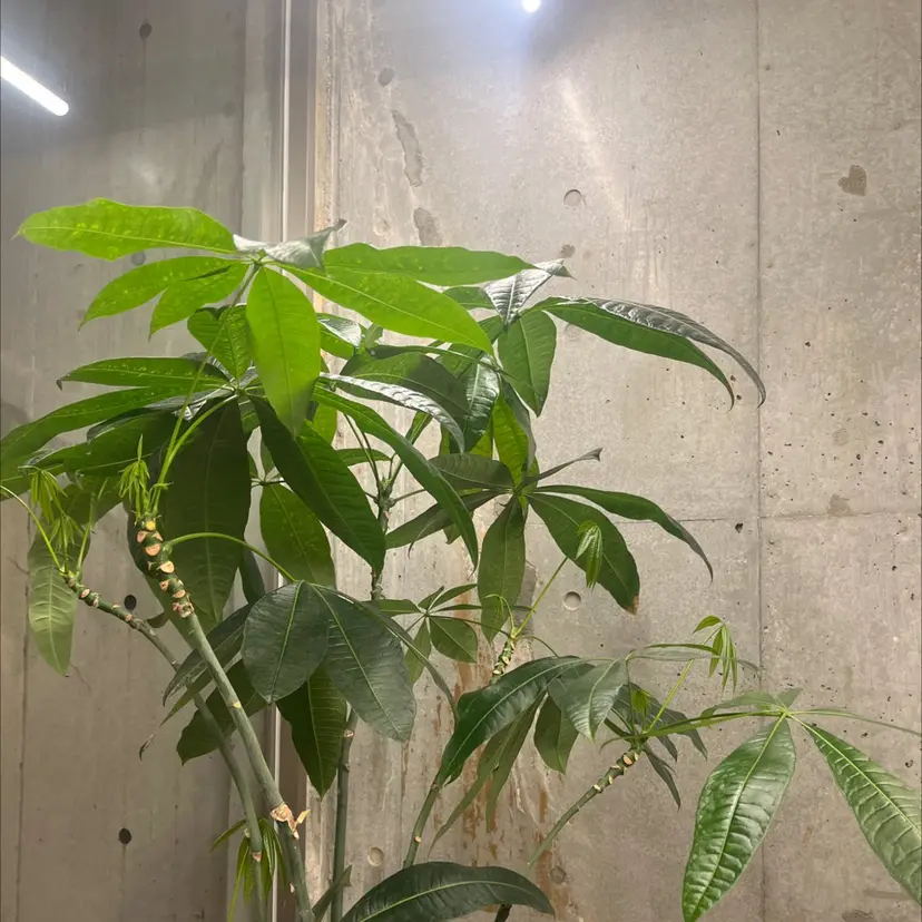 市原 知世の掲載