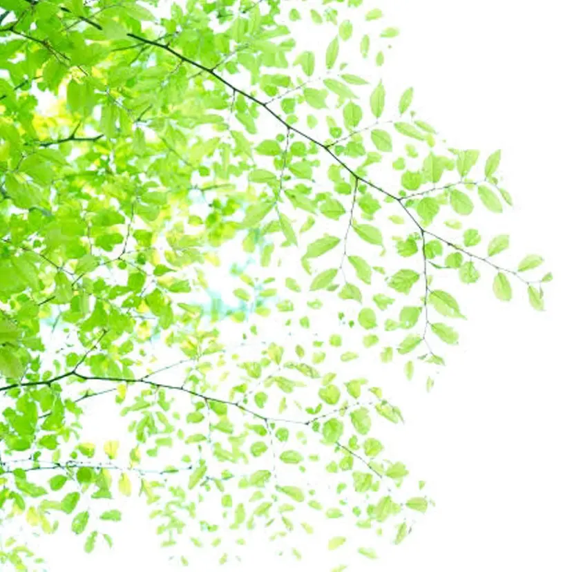 RAFEL  / Sumireの掲載