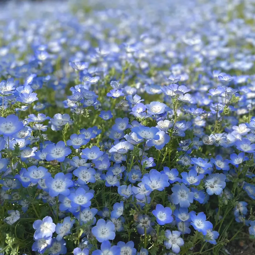 ぱく みやんの掲載