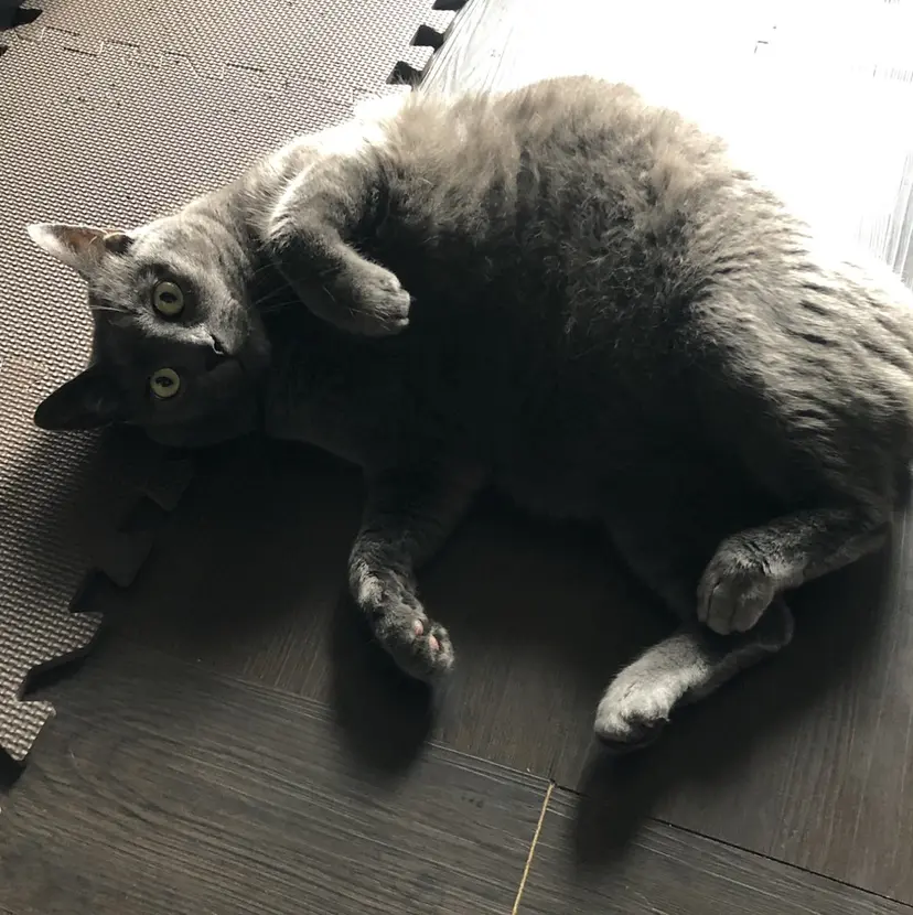 sho-go /tocca船橋南口の掲載