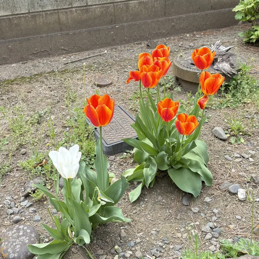 戸塚/まつ毛パーマ/ モデル募集の掲載