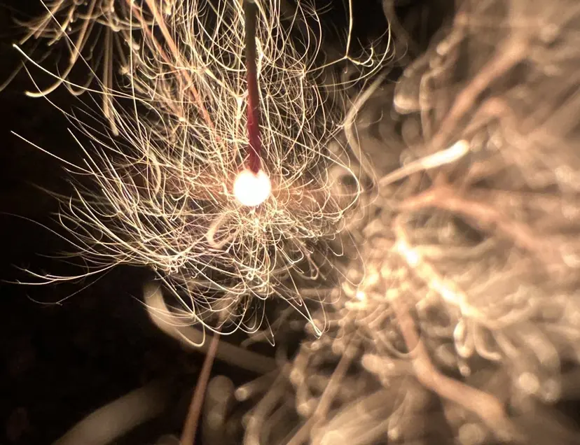 はらゆか🦄レディー スカット🧸の掲載