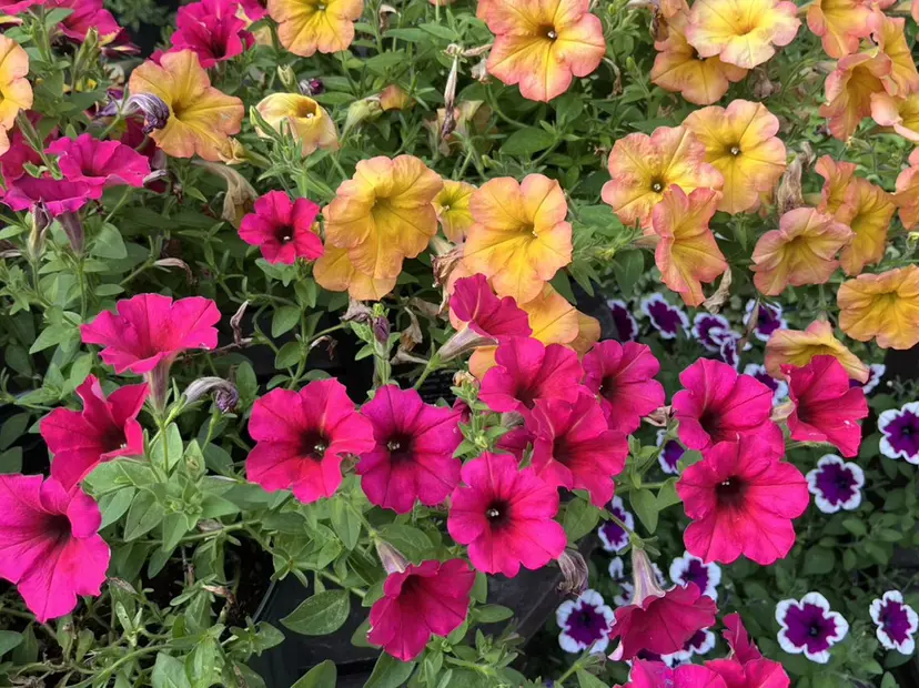 eyelist MEIの掲載