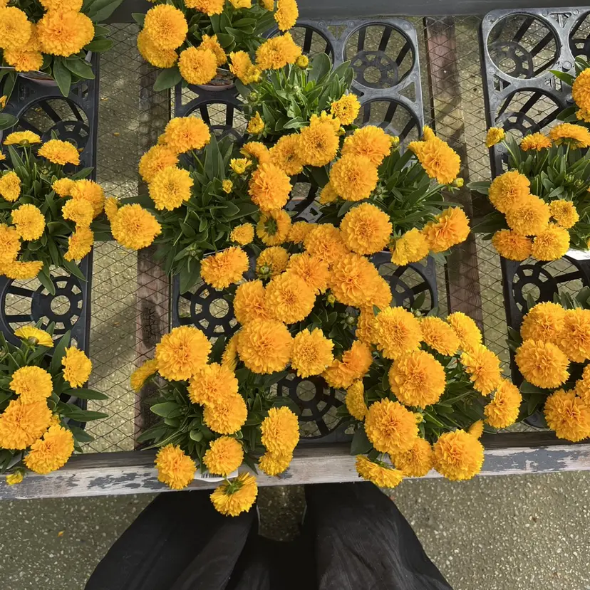 🌼似合わせのプロ 心斎橋/rena🌼の掲載