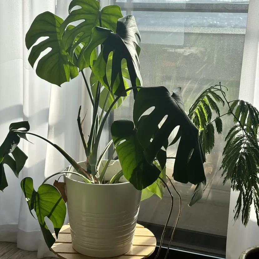 稲森 真由の掲載