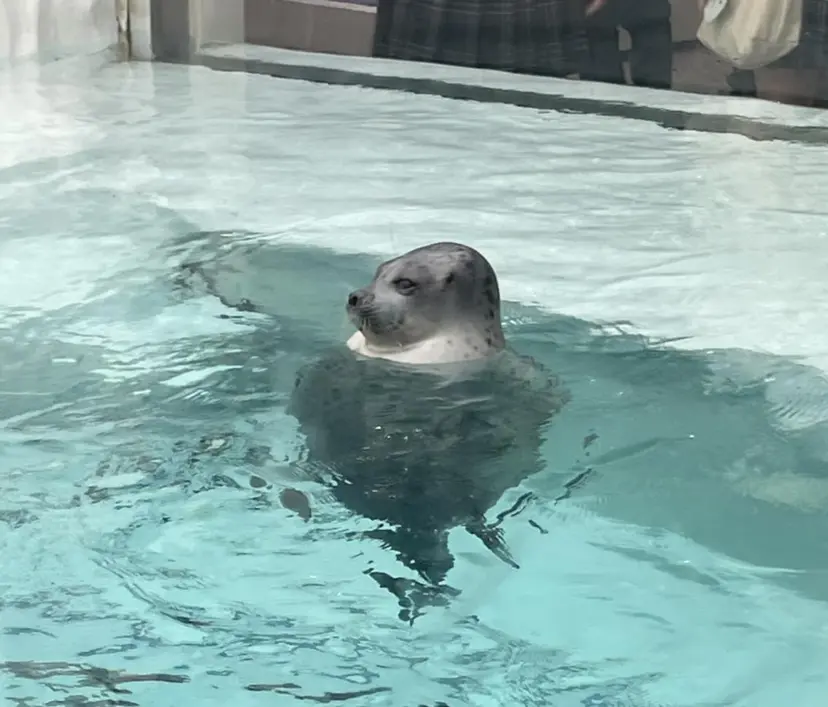 NICOnail🦭 Mikuの掲載