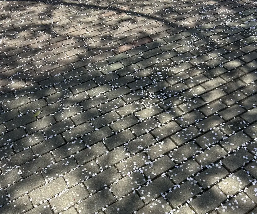 MAQUIA大宮店/ 上野の掲載