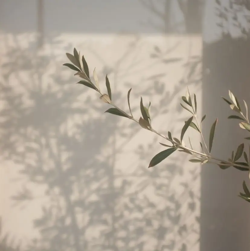 ナチュラル🪴抜け感 🫧sonokoの掲載