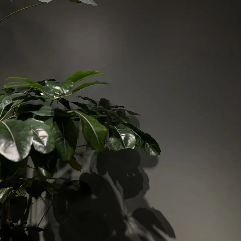 小嶋 咲輝の掲載