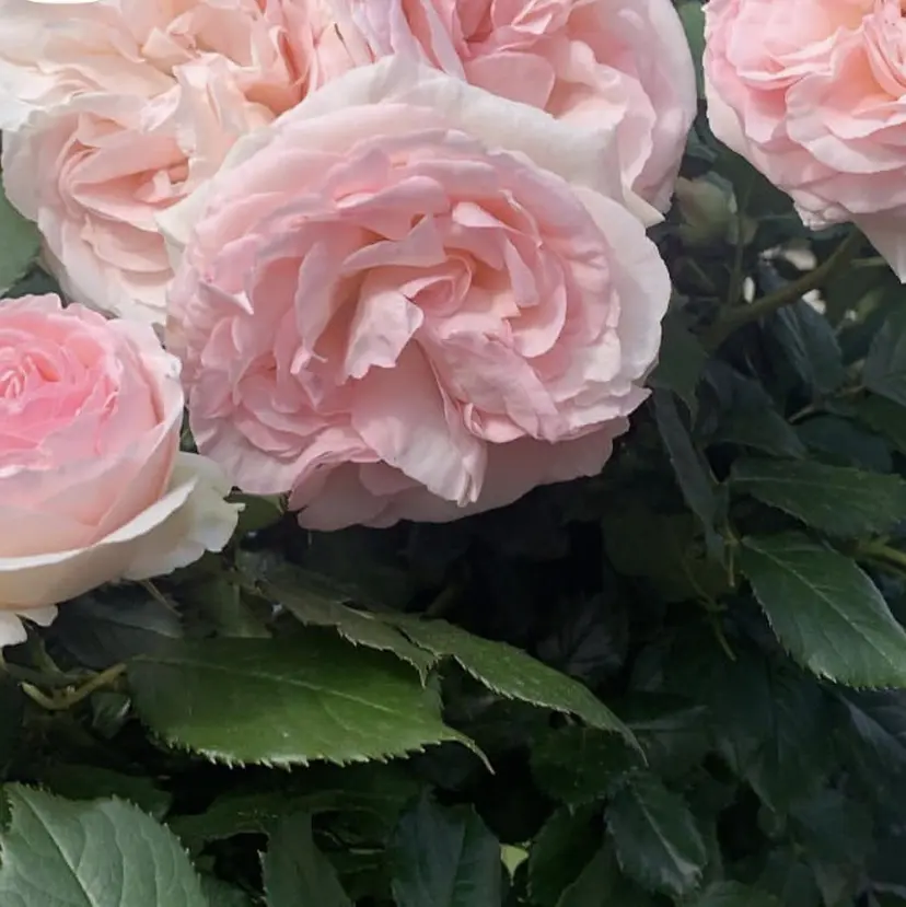 ロイヤルＭＣ さいとうの掲載