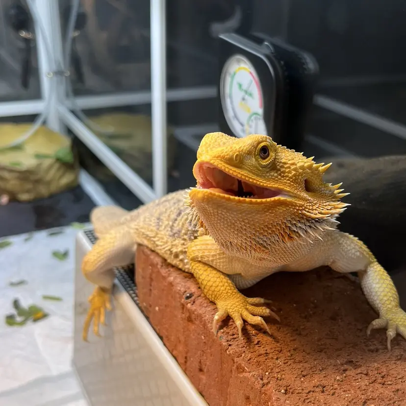 ｵﾀｸ美容師🛍/ 酸性ストレート/艶髪の掲載