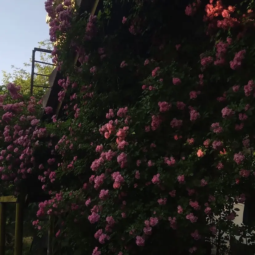 chuaile 志未の掲載