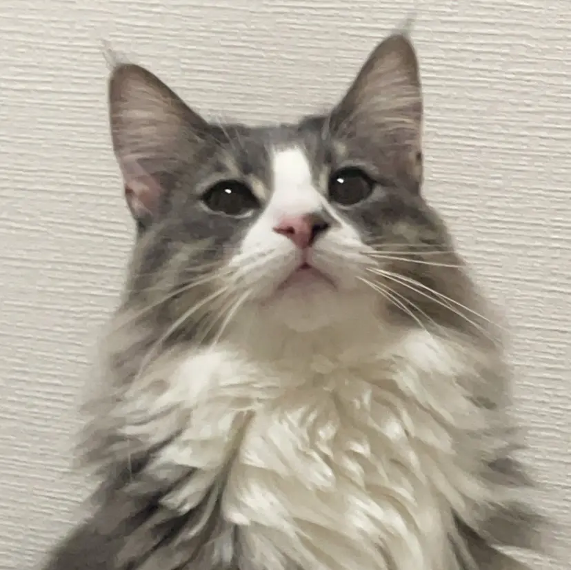 NO HIBIの掲載