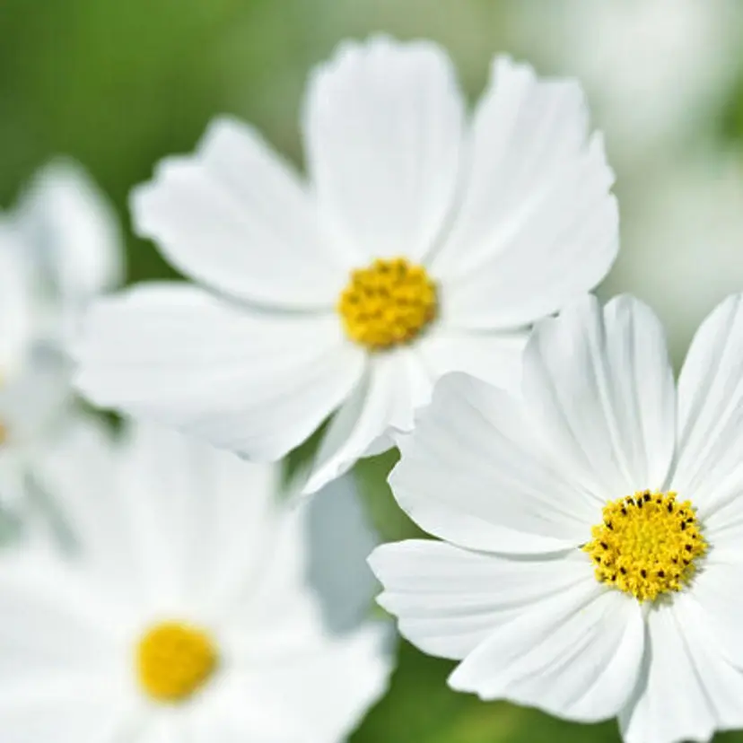 山極 華恋の掲載