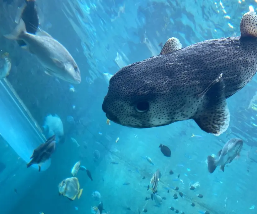 AlohaKapi Kazueの掲載