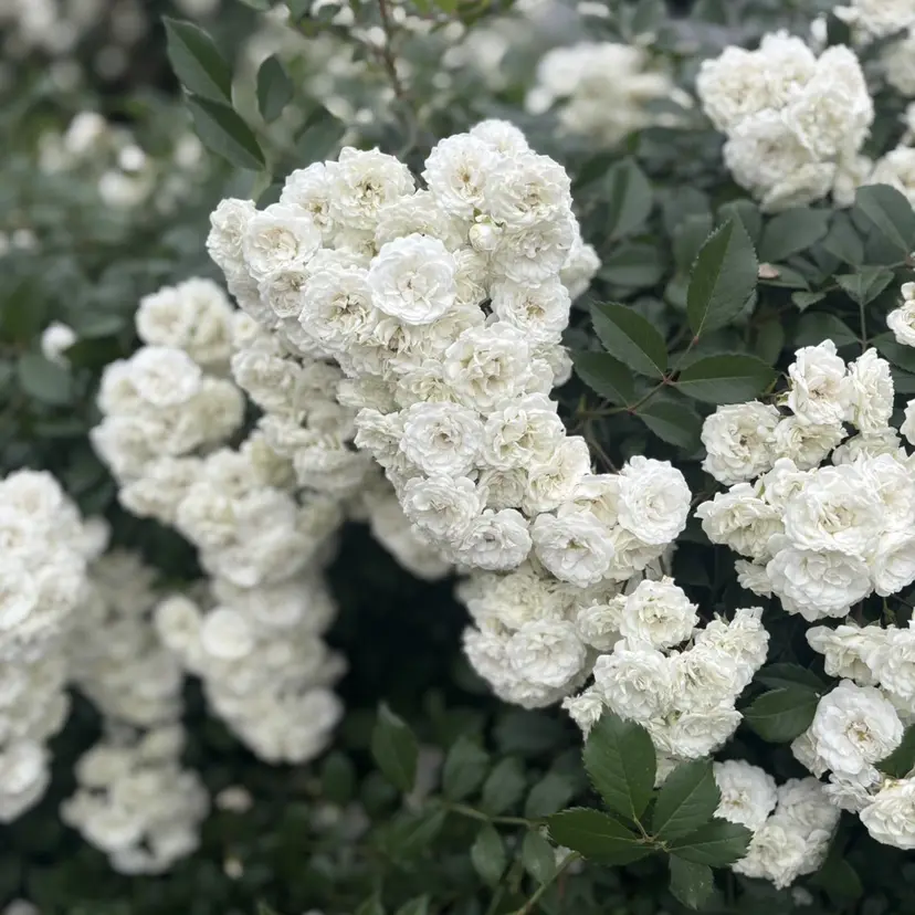 MAQUIA Hayaseの掲載