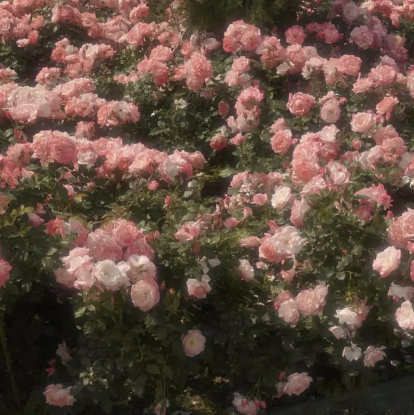 ANEW 目黒 ハルカ🦢🫧の掲載