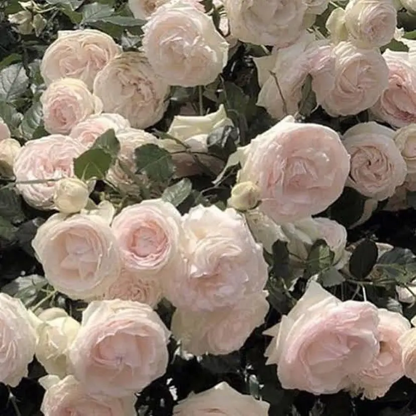 ガーリーヘア 🎀 Rika 🫧の掲載